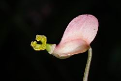 溪頭秋海棠-雌花16.JPG