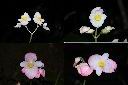 溪頭秋海棠-花.jpg
