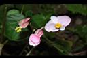溪頭秋海棠-花05.JPG