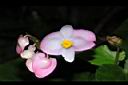 溪頭秋海棠-花09.JPG