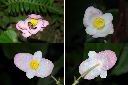 溪頭秋海棠-雄花.jpg