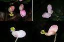 溪頭秋海棠-雌花.jpg