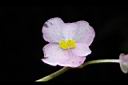 溪頭秋海棠-雌花22.JPG