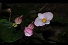 溪頭秋海棠-花03.JPG
