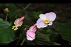 溪頭秋海棠-花07.JPG