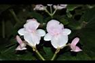 溪頭秋海棠-花15.JPG