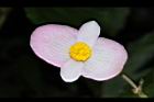 溪頭秋海棠-雄花10.JPG