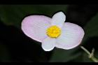 溪頭秋海棠-雄花12.JPG