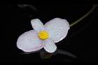 溪頭秋海棠-雄花15.JPG