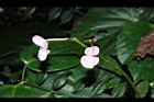 溪頭秋海棠-雌花00.JPG