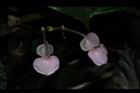 溪頭秋海棠-雌花02.JPG