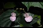 溪頭秋海棠-雌花03.JPG