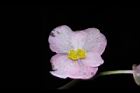 溪頭秋海棠-雌花19.JPG