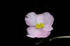 溪頭秋海棠-雌花20.JPG