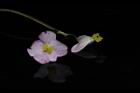 溪頭秋海棠-雌花23.JPG
