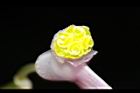 溪頭秋海棠-雌蕊02.JPG