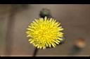 苦苣菜-花10.jpg