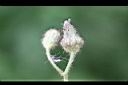 苦苣菜-花苞6.jpg