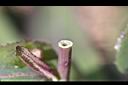 苦苣菜-莖5.jpg