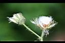 苦苣菜-瘦果06.jpg