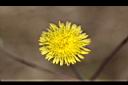 苦苣菜-花03.jpg