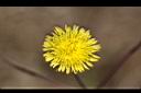 苦苣菜-花04.jpg