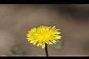 苦苣菜-花09.jpg