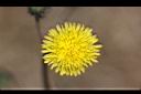 苦苣菜-花11.jpg
