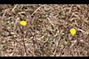 苦苣菜-花13.jpg