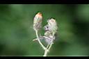 苦苣菜-花苞7.jpg