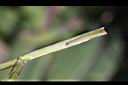 苦苣菜-莖1.jpg
