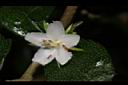 福建茶-花07.JPG