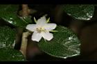 福建茶-花04.JPG