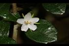 福建茶-花05.JPG