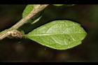 福建茶-葉背01.JPG