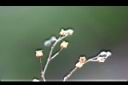 漆姑草-實02.jpg