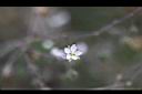 漆姑草-花00.jpg