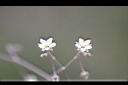 漆姑草-花01.jpg