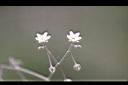 漆姑草-花02.jpg