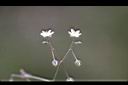 漆姑草-花03.jpg