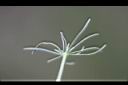 漆姑草-葉02.jpg