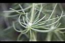 漆姑草-葉04.jpg