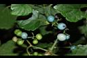 山葡萄-實11.JPG