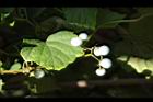 山葡萄-實07.JPG