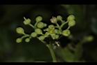 山葡萄-花02.JPG