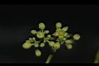 山葡萄-花04.JPG
