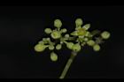 山葡萄-花05.JPG