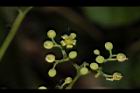 山葡萄-花07.JPG