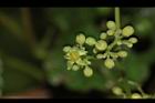 山葡萄-花10.JPG