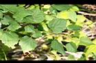 山葡萄04.JPG